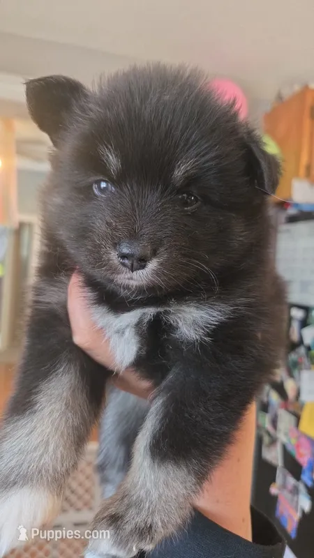 Bella – Pomsky puppy for sale in Marine City, MI