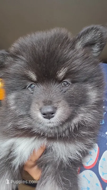 Bella – Pomsky puppy for sale in Marine City, MI