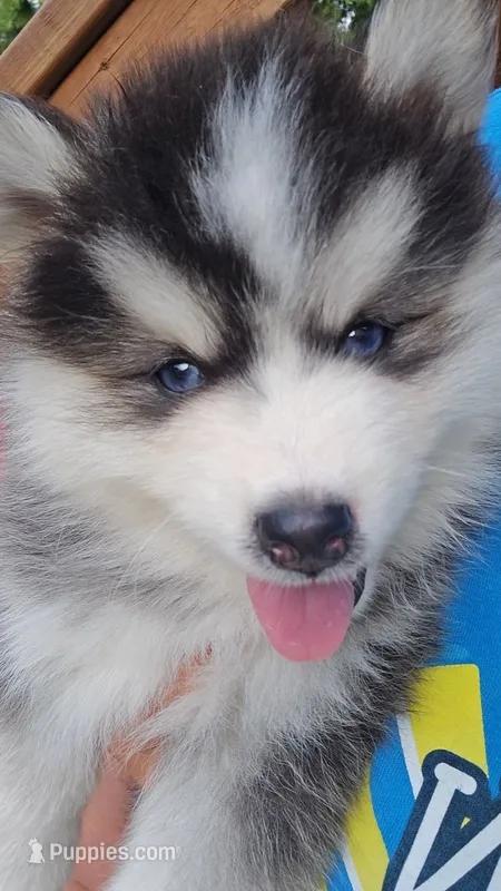 Benny – Pomsky puppy for sale in Marine City, MI