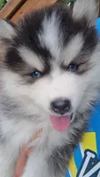 Benny, a male Pomsky for sale in Marine City, MI – 1 of 10