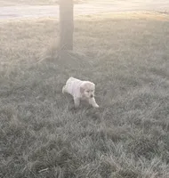 English Cream, a male Golden Retriever for sale in Wiley, CO – Photo 2 of 6