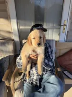 English Cream, a male Golden Retriever for sale in Wiley, CO – Photo 1 of 6