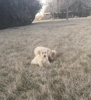 English Cream, a male Golden Retriever for sale in Wiley, CO – Photo 4 of 6