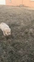 English Cream, a male Golden Retriever for sale in Wiley, CO – Photo 5 of 6