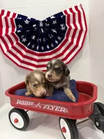 Gray dapple, a male Miniature Dachshund for sale in Wiley, CO – 8 of 10