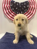 Teal, a female Golden Retriever for sale in Wiley, CO – 3 of 8