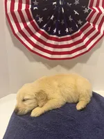 Sleepy, a male Golden Retriever for sale in Wiley, CO – 1 of 7