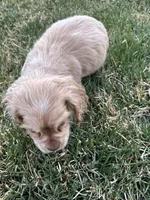 Taz, a male Cocker Spaniel for sale in Wiley, CO – Photo 3 of 5