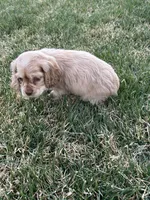 Taz, a male Cocker Spaniel for sale in Wiley, CO – Photo 5 of 5