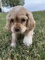 Taz, a male Cocker Spaniel for sale in Wiley, CO – Photo 2 of 5
