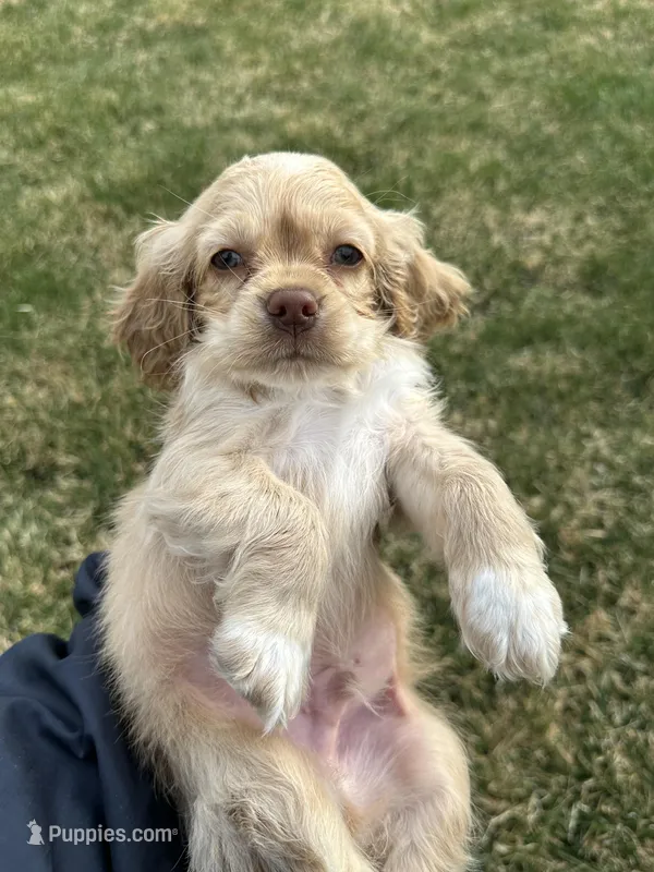 Taz – Cocker Spaniel puppy for sale in Wiley, CO