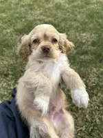 Taz, a male Cocker Spaniel for sale in Wiley, CO – Photo 1 of 5