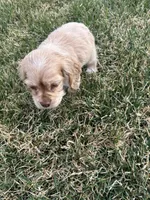Taz, a male Cocker Spaniel for sale in Wiley, CO – Photo 4 of 5