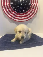 Purple, a female Golden Retriever for sale in Wiley, CO – 1 of 7