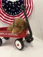 Princess, a female Miniature Dachshund for sale in Wiley, CO – 5 of 9