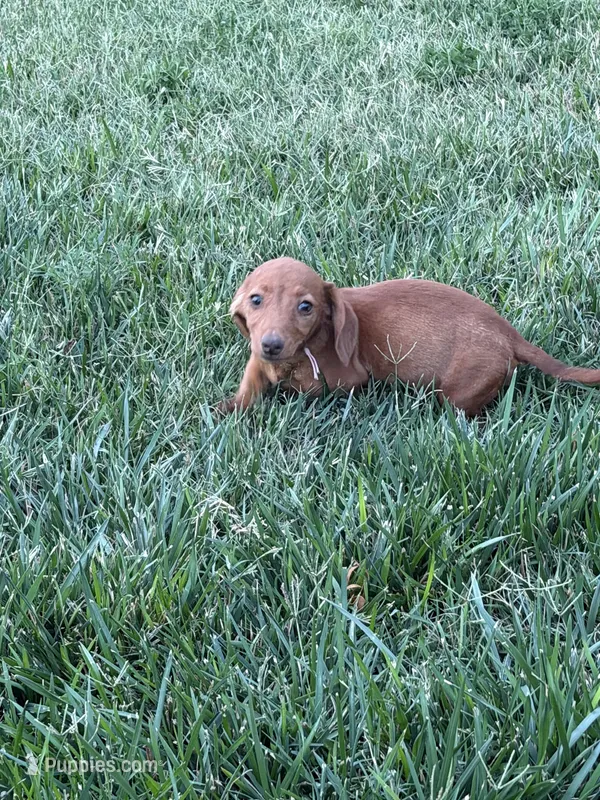 Pink – Miniature Dachshund puppy for sale in Wiley, CO