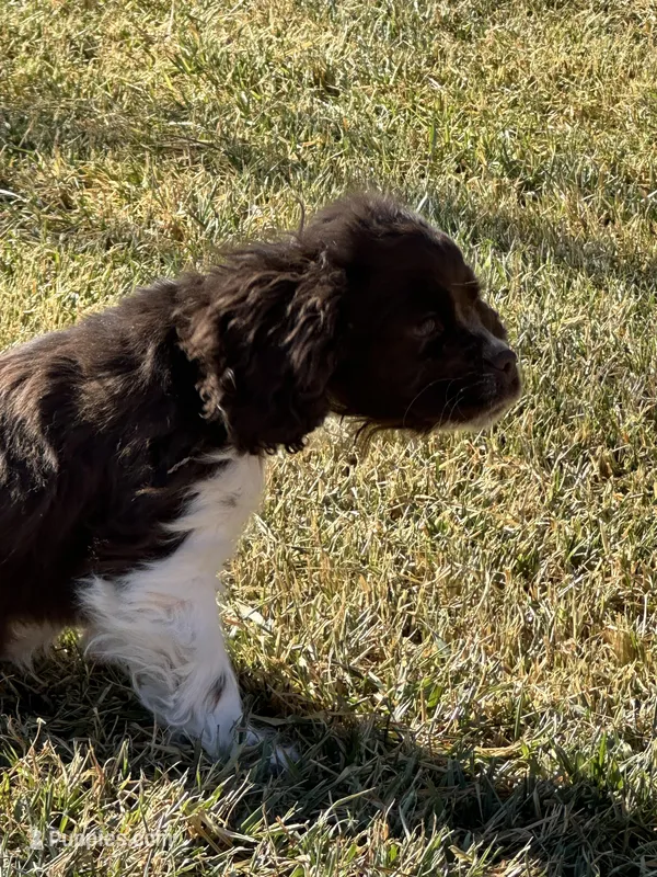 Lady – Cocker Spaniel puppy for sale in Wiley, CO