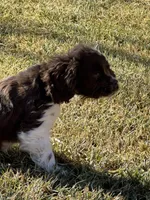 Lady, a female Cocker Spaniel for sale in Wiley, CO – Photo 2 of 2
