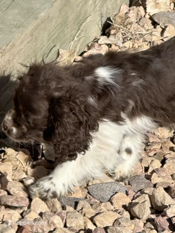 Lady – Cocker Spaniel puppy for sale in Wiley, CO
