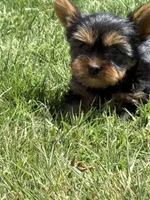 my lady, a female Yorkshire Terrier for sale in Wiley, CO – 1 of 1