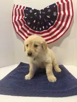 Teal, a female Golden Retriever for sale in Wiley, CO – 6 of 8