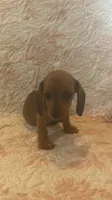 Pink, a female Miniature Dachshund for sale in Wiley, CO – 1 of 10