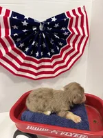 Chocolate dapple, a female Miniature Dachshund for sale in Wiley, CO – 9 of 10