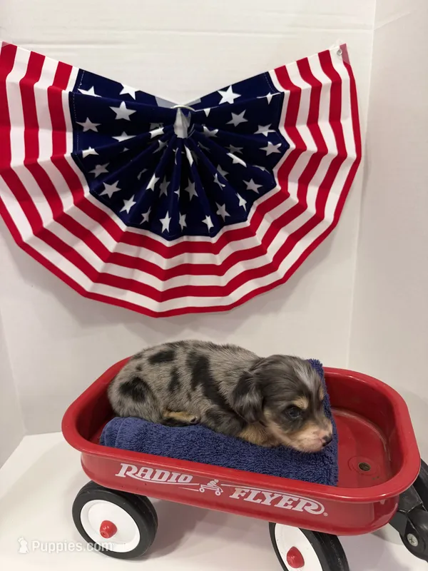 Gray dapple – Miniature Dachshund puppy for sale in Wiley, CO