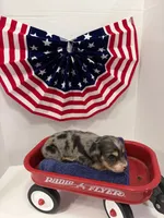 Gray dapple, a male Miniature Dachshund for sale in Wiley, CO – 1 of 10
