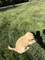 Daisy , a female Golden Retriever for sale in Wiley, CO – 5 of 6
