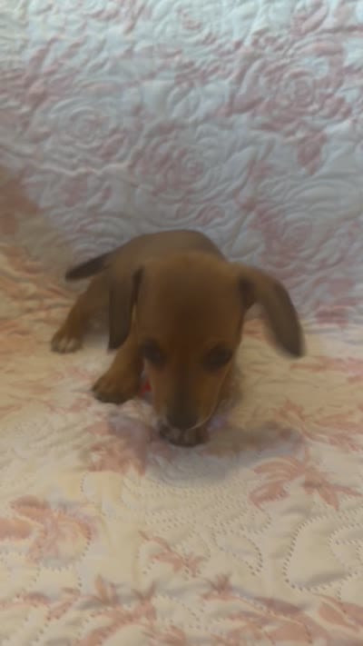 Red, a female Miniature Dachshund for sale in Wiley, CO – 9 of 9