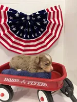 Chocolate dapple, a female Miniature Dachshund for sale in Wiley, CO – 7 of 10