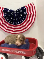 Chocolate dapple, a female Miniature Dachshund for sale in Wiley, CO – 8 of 10