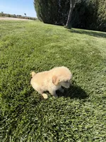 Little Joe, a male Golden Retriever for sale in Wiley, CO – 5 of 5