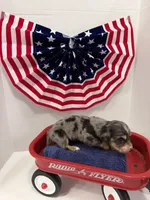 Gray dapple, a male Miniature Dachshund for sale in Wiley, CO – 4 of 10