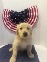 Green, a male Golden Retriever for sale in Wiley, CO – 4 of 8