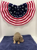 Chocolate dapple, a female Miniature Dachshund for sale in Wiley, CO – 3 of 10