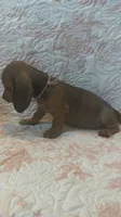 Pink, a female Miniature Dachshund for sale in Wiley, CO – 4 of 10