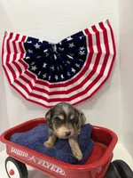 Gray dapple, a male Miniature Dachshund for sale in Wiley, CO – 2 of 10
