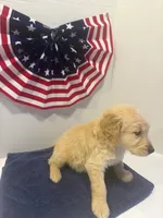 Green, a male Golden Retriever for sale in Wiley, CO – 7 of 8