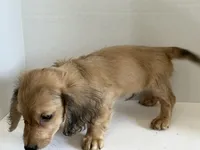 smokin joe, a male Miniature Dachshund for sale in Wiley, CO – 2 of 2