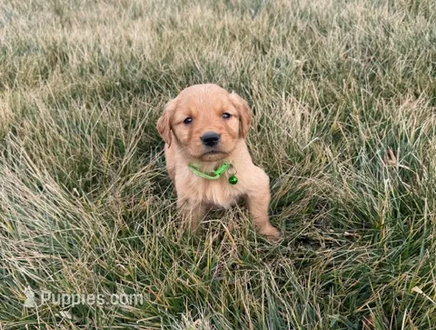 Green, a male Golden Retriever for sale in Wiley, CO – Photo 3 of 4