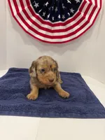 Choco, a male Miniature Dachshund for sale in Wiley, CO – 3 of 9