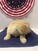 Teal, a female Golden Retriever for sale in Wiley, CO – 5 of 8