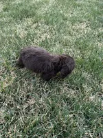 Tommy boy , a male Cocker Spaniel for sale in Wiley, CO – Photo 5 of 5