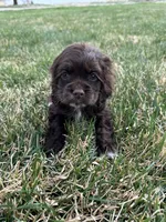 Tommy boy , a male Cocker Spaniel for sale in Wiley, CO – Photo 3 of 5