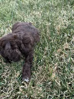 Tommy boy , a male Cocker Spaniel for sale in Wiley, CO – Photo 4 of 5