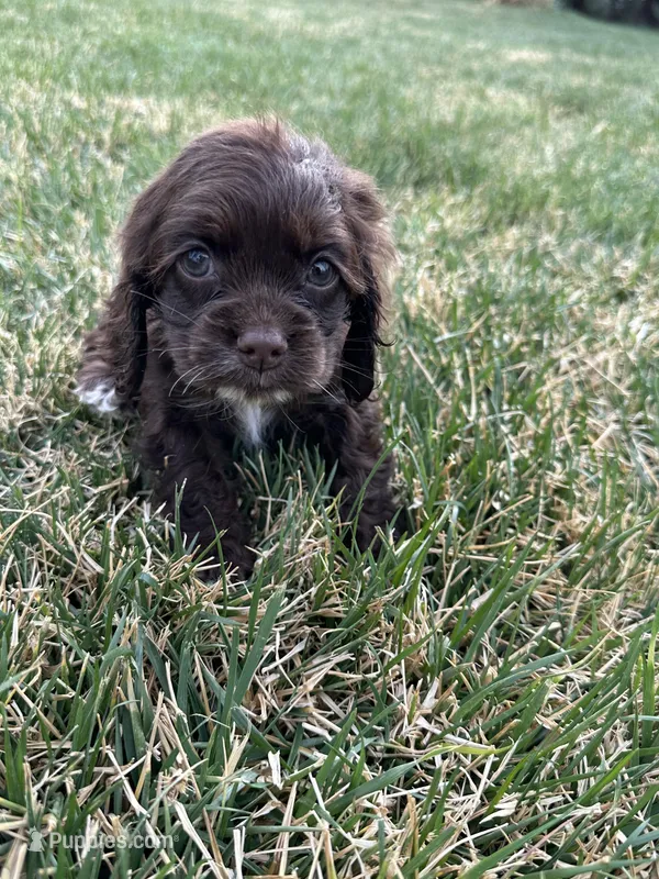 Tommy boy  – Cocker Spaniel puppy for sale in Wiley, CO