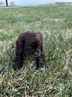 Tommy boy , a male Cocker Spaniel for sale in Wiley, CO – Photo 2 of 5