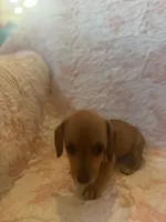 Red, a female Miniature Dachshund for sale in Wiley, CO – 5 of 9